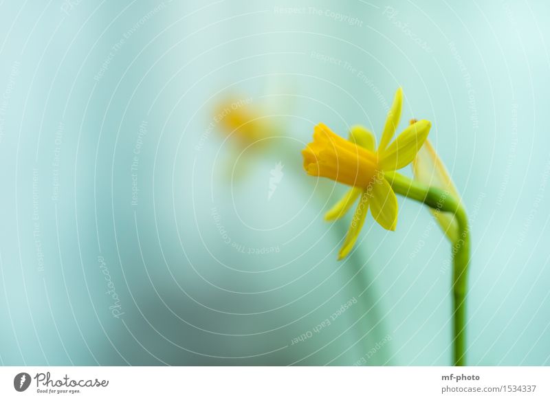 daffodil Nature Plant Flower Wild daffodil Narcissus Yellow Green Turquoise Colour photo Exterior shot Macro (Extreme close-up) Deserted Day Blur