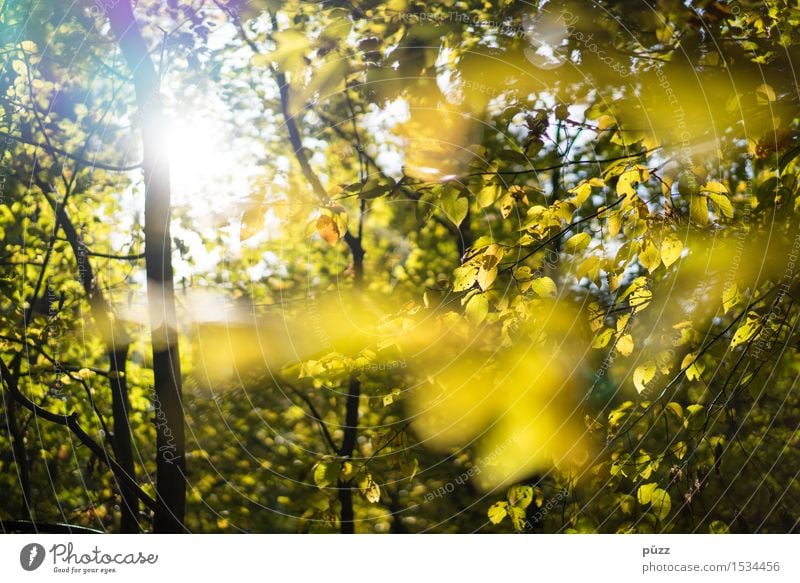 autumn Environment Nature Plant Sun Sunlight Autumn Beautiful weather Tree Leaf Foliage plant Wild plant Beech tree Beech wood Bright Natural Warmth Yellow Gold