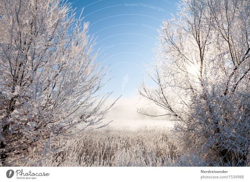 Winter in the Moor Nature Landscape Plant Cloudless sky Climate Beautiful weather Fog Ice Frost Snow Tree Bog Marsh Lake Fresh Cold Positive Blue White Calm