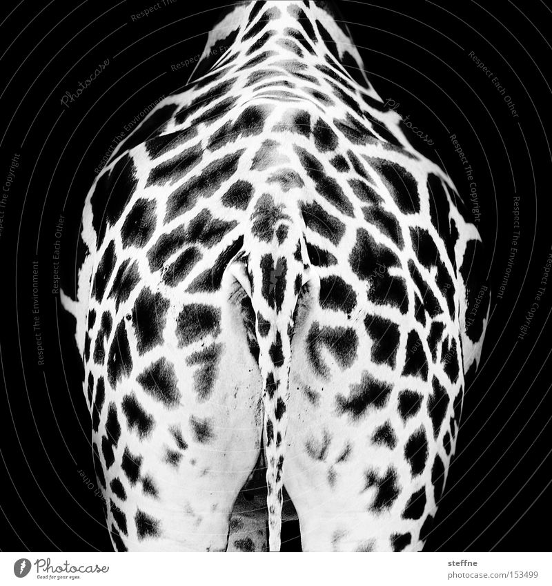 zebra Animal Africa Savannah Wilderness Black White Giraffe Pattern Hind quarters Bottom Tails Speckled Mammal