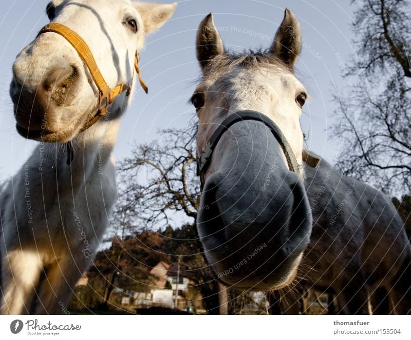 Horse heads close up Nose Ride Gray (horse) Nostrils Curiosity Amazed Country life Wide angle To feed Avaricious Trust Feeble Mammal greediness