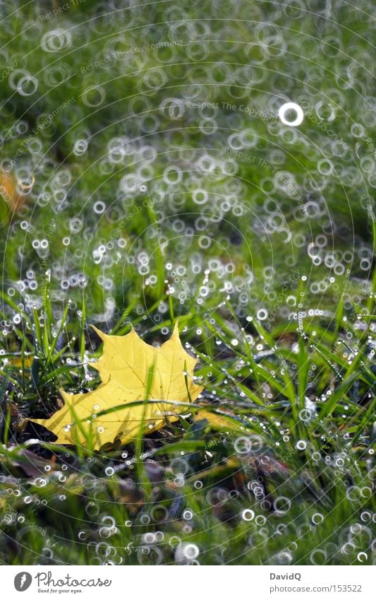 foliage Leaf Meadow Grass Green Dew Drops of water Autumn Blur Catadioptric system (effect) Pool of light Patch of light