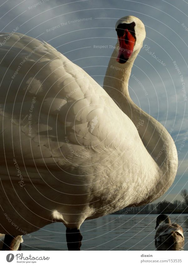 everybody´s heard about the bird! Swan Bird Water Lake Pond Waves Duck birds Feather Wing Neck Clouds Evening sun fork