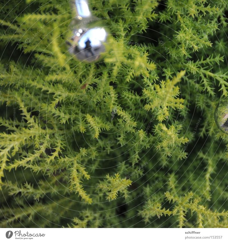 smuggled in... Christmas decoration Glitter Ball Conifer Plant Green Bright green Silver Prongs Point Depth of field Bushes Maturing time Reflection Disco ball