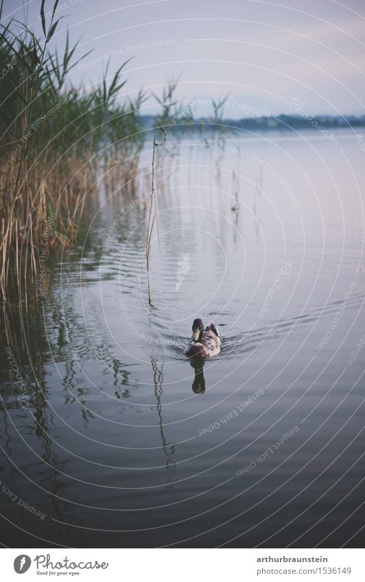 Duck in the lake Hunting Trip Environment Nature Landscape Water Plant Wild plant Common Reed Waves Lakeside Animal Wild animal Duck birds 1 Swimming & Bathing