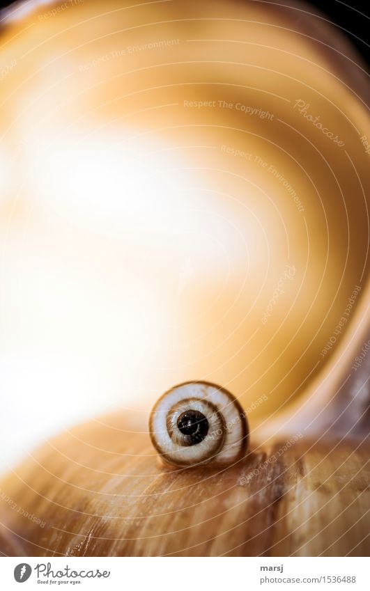 Just for comparison Animal Snail shell Whorl Spiral Small Cute Complain Natural Colour photo Multicoloured Interior shot Close-up Macro (Extreme close-up)
