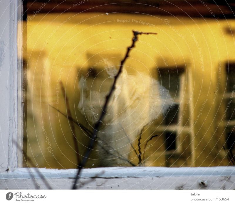 girlfriends Reflection Window Woman Cat Vantage point Window pane Window frame Twig Laughter Sit White Yellow Dark Bright Joy Glass Frame