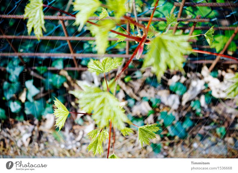 Experiment. Bring this picture here. Environment Plant Ivy Wayside Grating Fence Growth Green Untidy Shabby Colour photo Exterior shot Experimental Deserted Day