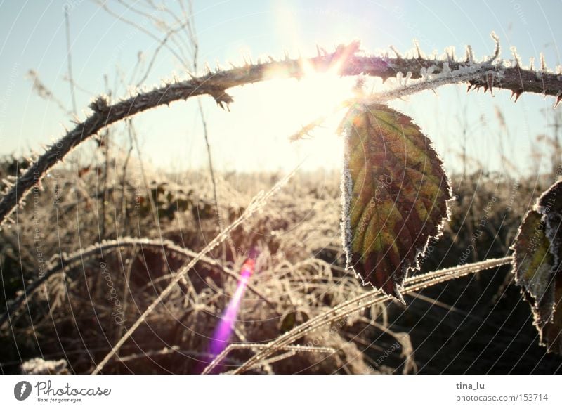 Ice III Winter Frost Grass Blade of grass Sun Sky Field Sunspot Cold Wind Light Lighting Nature stalk Snow