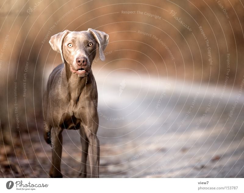 Oh, bake: Dog Weimaraner Animal Hound Tension Perspective Looking Concentrate Mammal Snapshot Exterior shot Copy Space right Gaze Looking into the camera