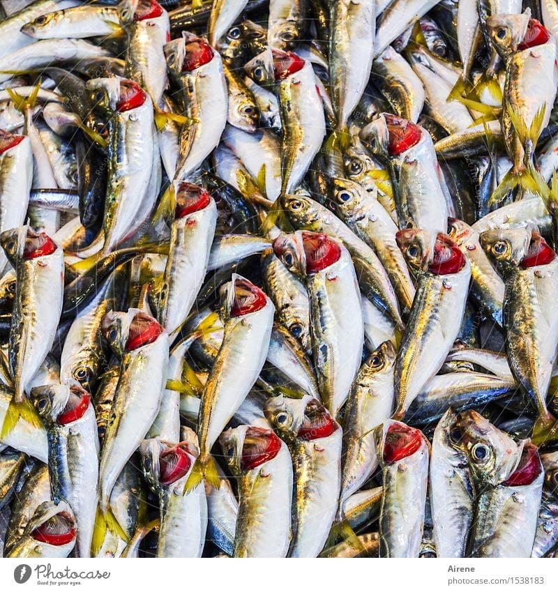 small fish Fish Seafood Animal Dead animal bonito Group of animals Shopping Lie Fresh Healthy Glittering Delicious Yellow Red White Appetite Voracious