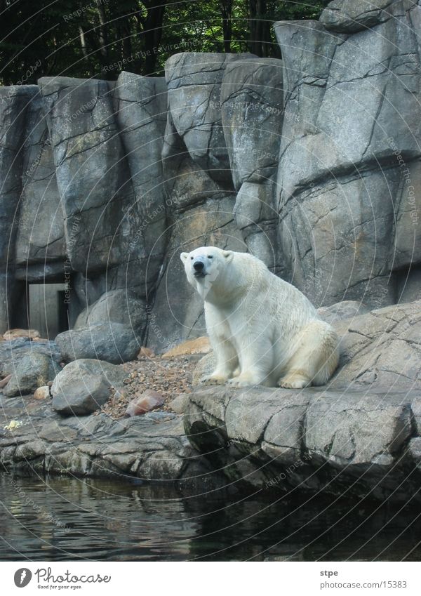 polar bear Polar Bear Animal Zoo Aalborg Sit Rock Water