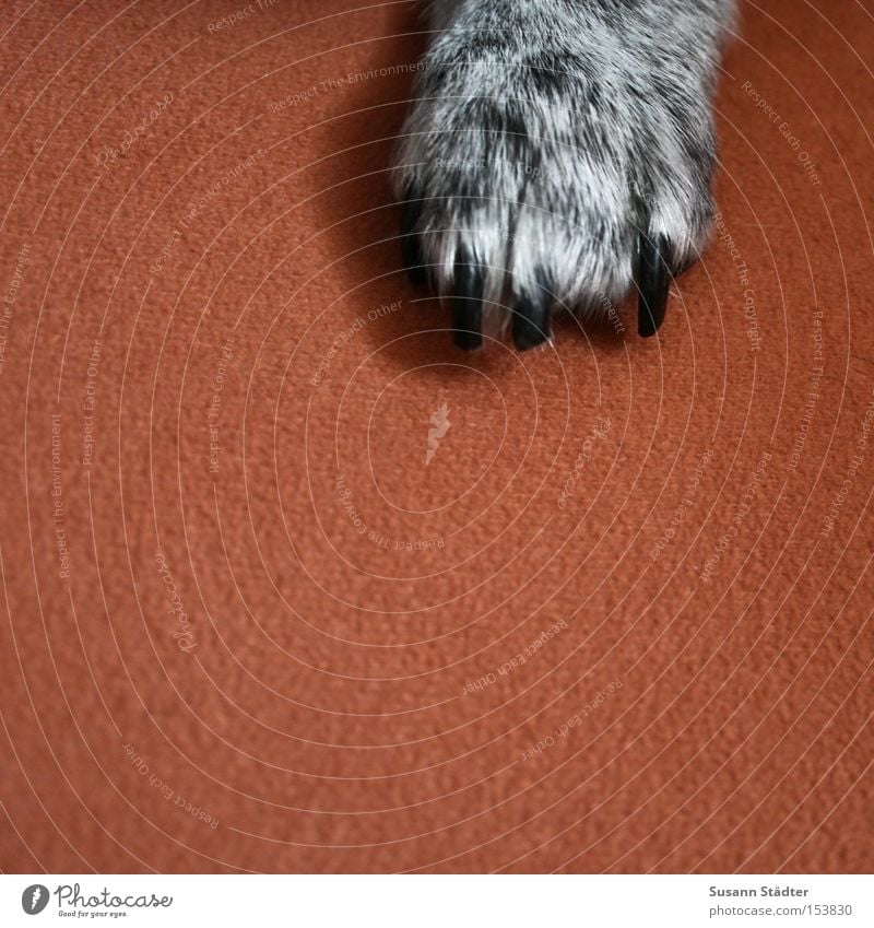 GimMe Five! Dog Paw Animal Hair Claw Cut Black White Orange Sofa Seating Bolster Growl Mammal