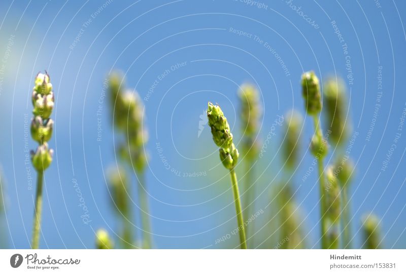 summer classics Grass Sky Blade of grass Ear of corn Lavender Blur Summer Warmth Blossom Fragrance Longing Delicate Plant Green Blue Macro (Extreme close-up)