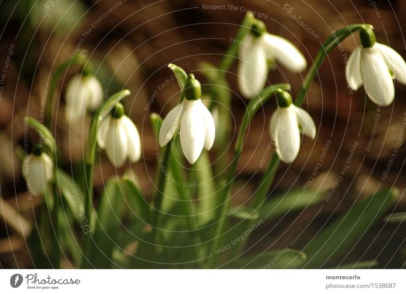 Starting III Environment Nature Plant Earth Spring Climate Flower Leaf Blossom Foliage plant Wild plant Snowdrop Thin Authentic Fresh Small Near Natural