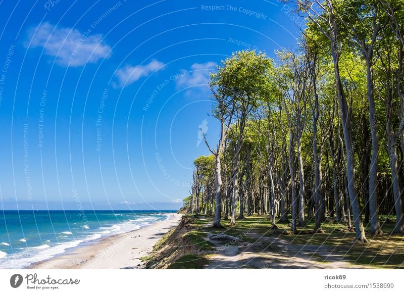 Coastal forest on the Baltic coast Vacation & Travel Tourism Beach Ocean Waves Nature Landscape Clouds Tree Forest Baltic Sea Lanes & trails Blue Romance Idyll