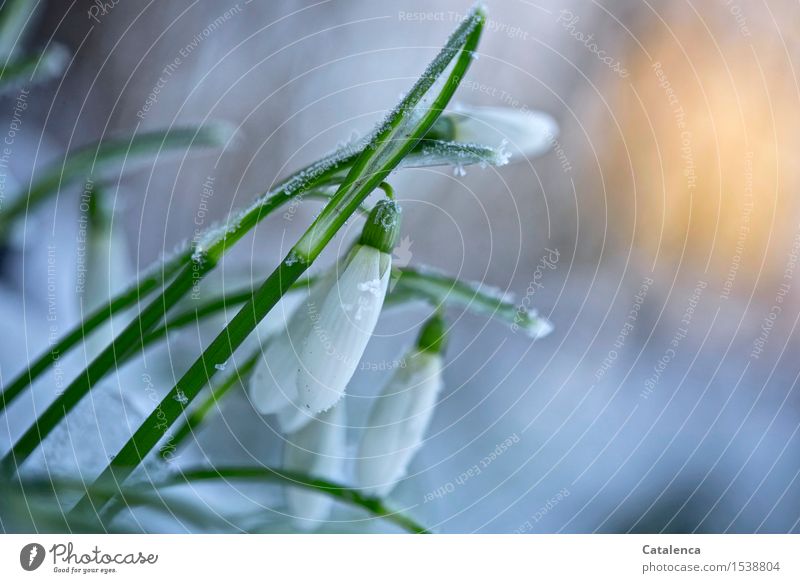 Frosty warmth, snowdrops in the evening light Elegant Nature Plant Air Drops of water Sun Winter Beautiful weather Leaf Blossom Snowdrop Garden Observe