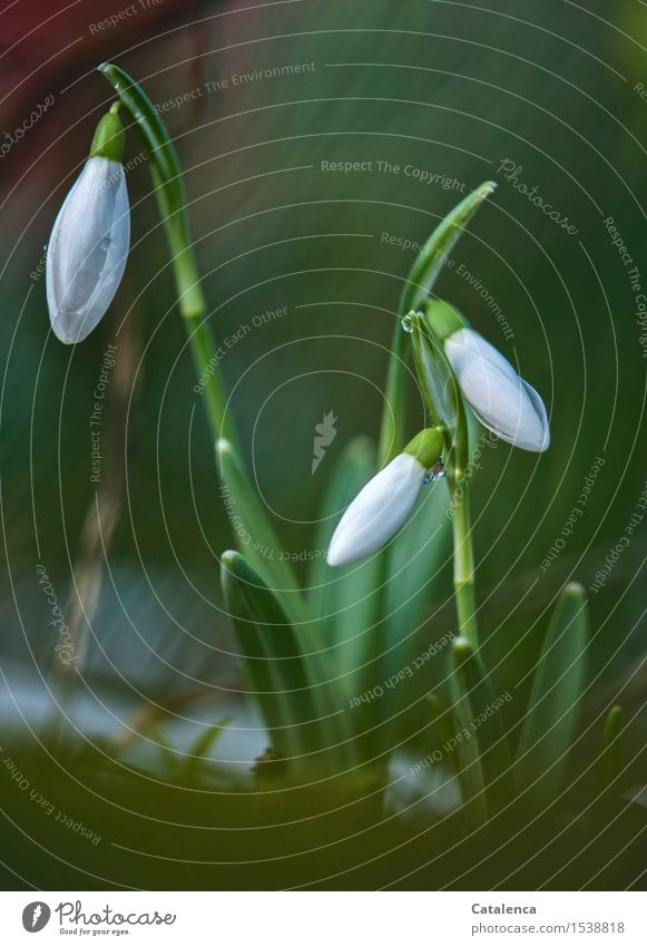 snowdrops Elegant Nature Plant Ice Frost Snow Leaf Blossom Snowdrop Garden Fragrance Illuminate Faded Esthetic Gray Green Red White Spring fever Anticipation