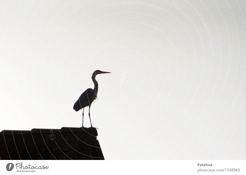 proud Nature Animal Wild animal Bird 1 Black White Heron Roof House (Residential Structure) Beak Legs Colour photo Subdued colour Deserted Copy Space left