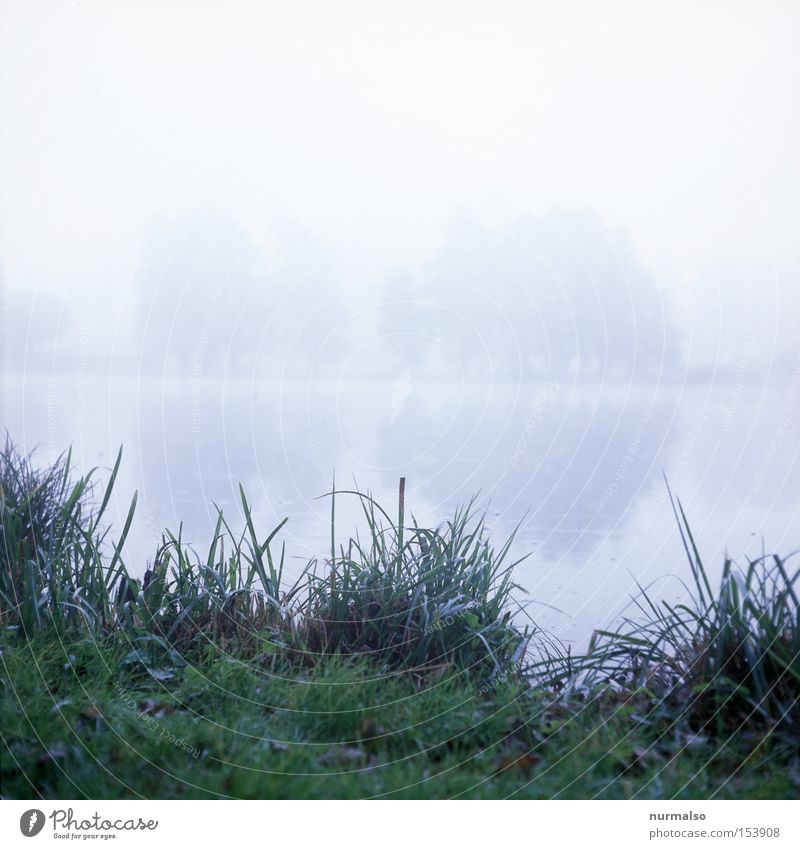 mystic morning Home country Morning Fog Lake Common Reed Mystic Mecklenburg-Western Pomerania Detective novel Crime thriller Lakeside Lawn Green Gray Autumn