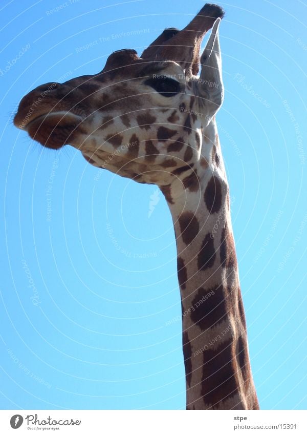 giraffe Wilderness Zoo Animal Giraffe Sky Neck