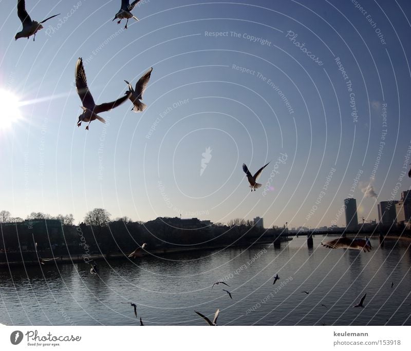 Mövinator Seagull Sun Water Landscape High-rise Light Sky Transport Movement