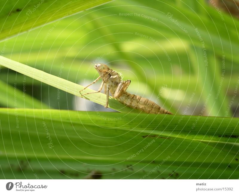 larva Dragonfly Larva praying mantis Macro (Extreme close-up)