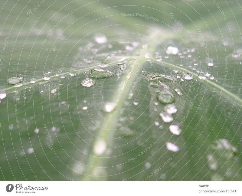 morning dew Leaf Palm tree Drops of water Virgin forest Macro (Extreme close-up) Rope