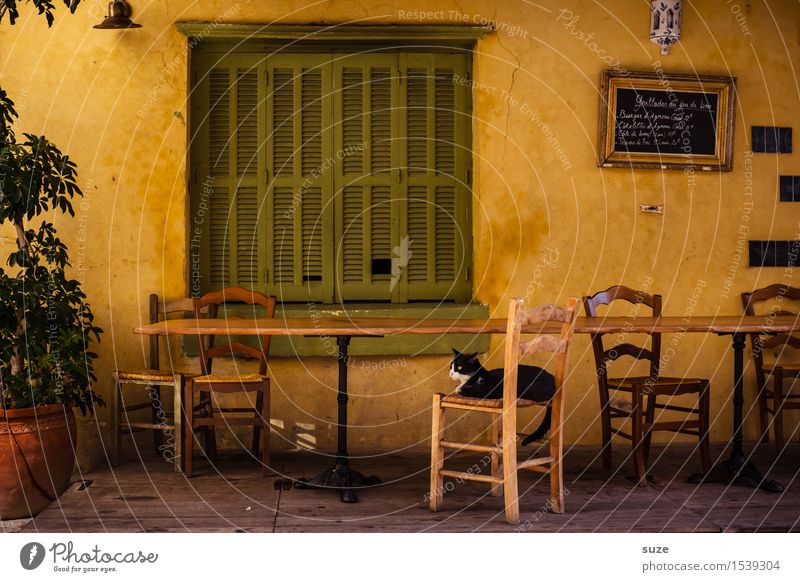 Shortly after noon Chair Table Restaurant Warmth Window Animal Cat 1 Old Emotions Moody Contentment Hospitality Serene Calm Break Time France Corsica