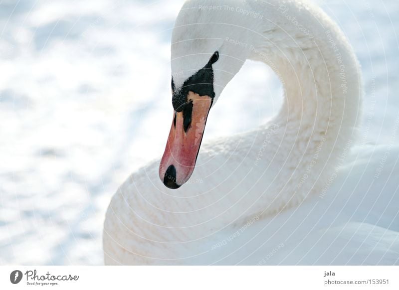 winter beauty Swan Elegant Animal Beak Neck Bird Feather White Winter Snow Cold Beautiful Esthetic Pride