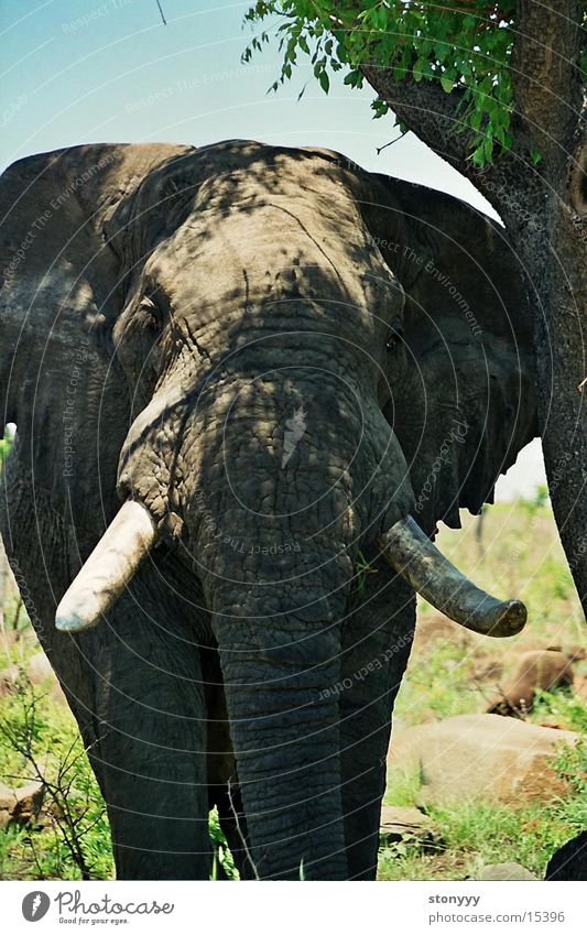 elephant Elephant Africa Krueger Nationalpark Safari Gray