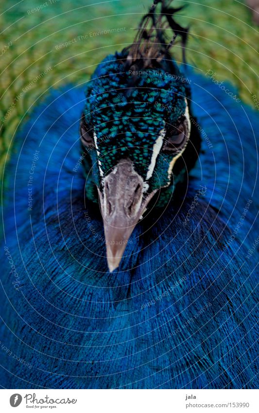 royal blue Peacock Blue Bird Feather Head Eyes Animal Beautiful Esthetic Macro (Extreme close-up) Close-up Pride Looking Beak lilac