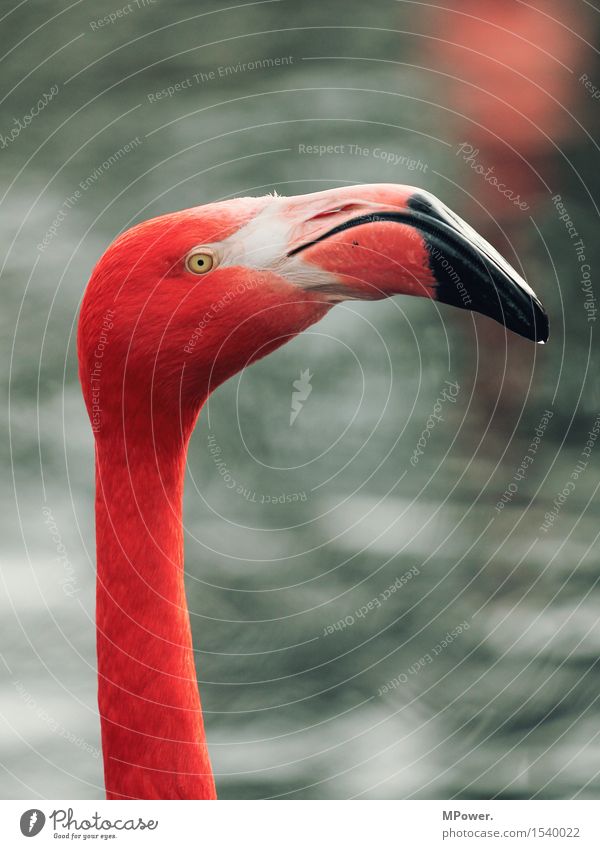 bird two Animal Bird Flamingo Zoo 1 Looking Stand Pink Water Beak Multicoloured Feather Colour photo Exterior shot Deserted Copy Space top Day