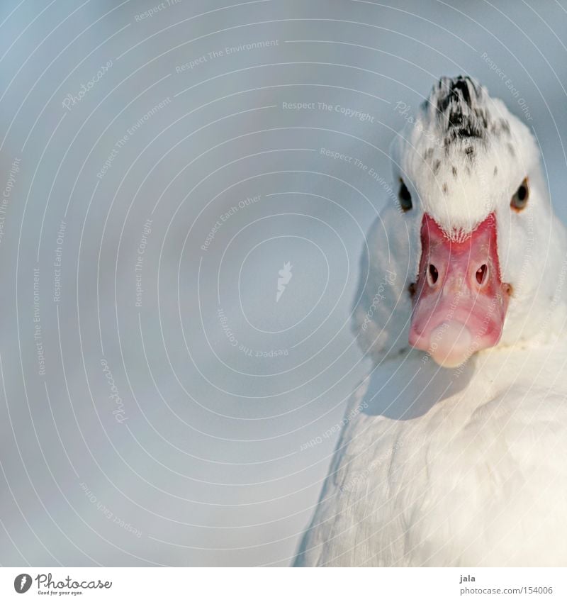 Shin Sang Duck Lee Animal Beak Neck Bird Feather White Winter Snow Cold Head Eyes Macro (Extreme close-up) Close-up