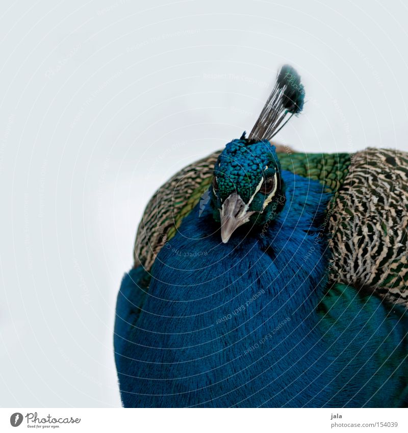 pavo cristatus II Peacock Blue Bird Feather Head Eyes Animal Beautiful Esthetic Snow Pride Looking Beak Winter lilac