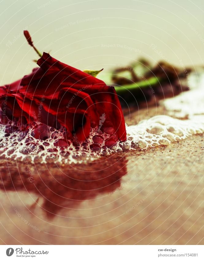 In one single moment your whole life can turn 'round Rose Sand Beach Funeral Flower Reflection Death Transience Belief Past Life Grave Grief Distress Decoration