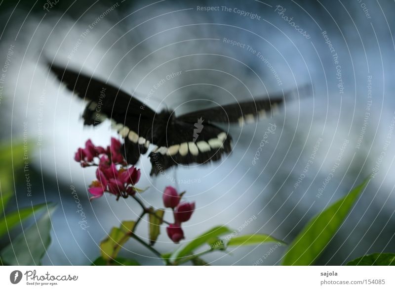departure Aviation Flower Blossom Butterfly Wing Movement Flying Pink Insect Dynamics Judder Delicate Colour photo Black & white photo Close-up