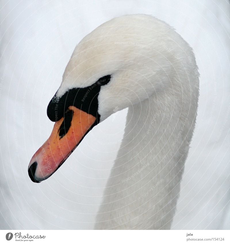 lovebird #1 Swan Elegant Animal Beak Neck Bird Feather White Beautiful Esthetic Pride Head Macro (Extreme close-up) Close-up
