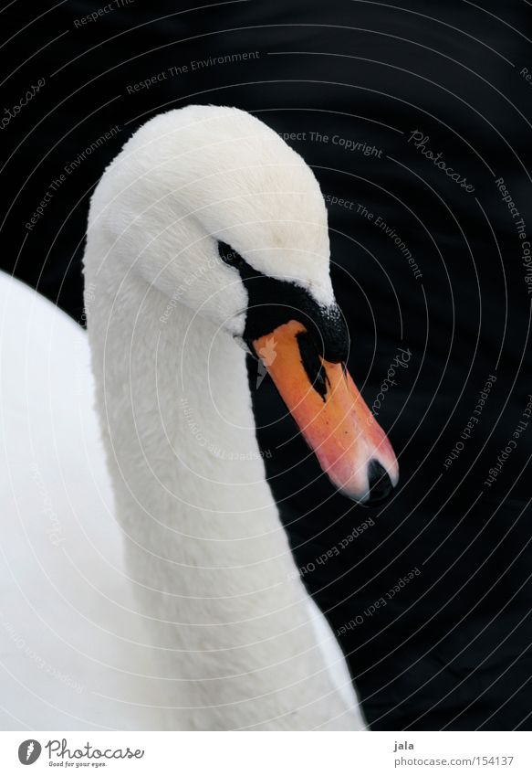 my dear swan Swan Elegant Animal Beak Neck Bird Feather White Beautiful Esthetic Pride Head