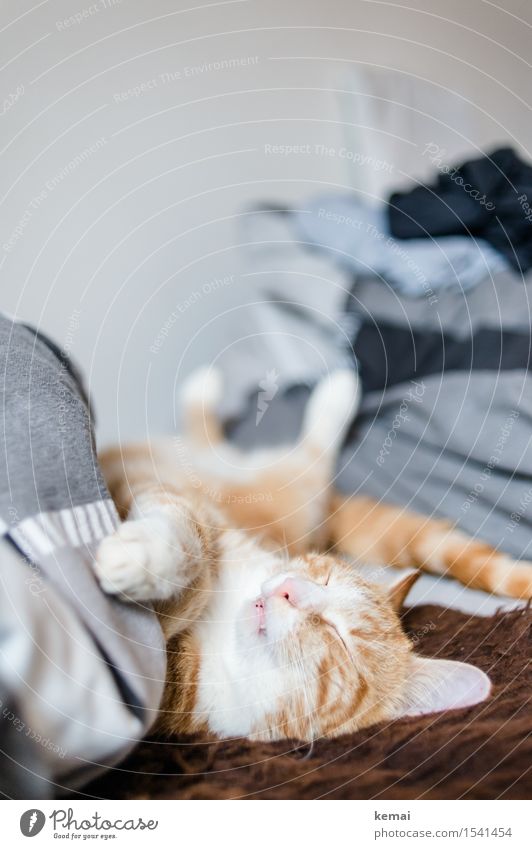 Catcontent | Sleeping Beauty Living or residing Flat (apartment) Bed Bedroom Pet Animal face Pelt Paw 1 Relaxation Lie Dream Cute Safety (feeling of) Serene