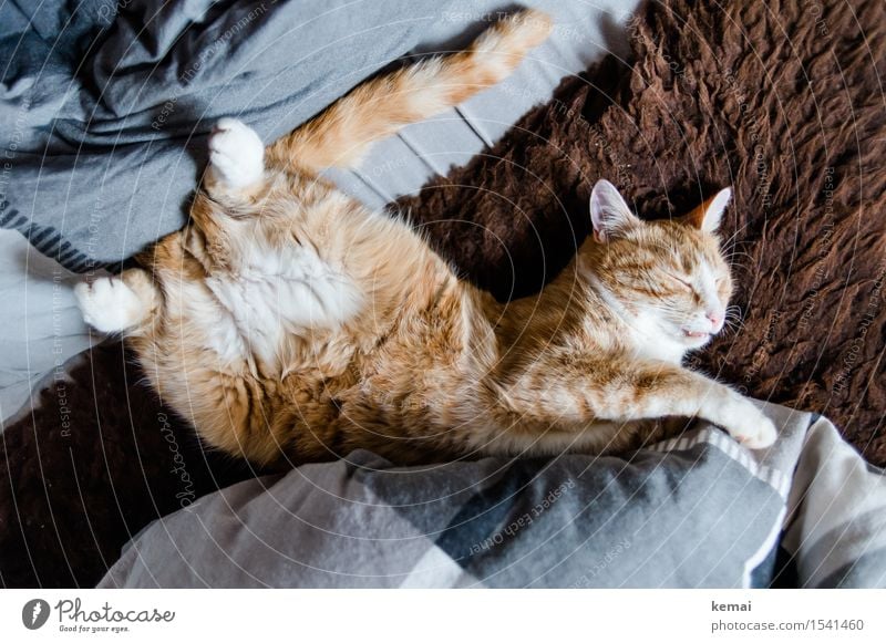 Weekend! Elegant Living or residing Bed Sheepskin Cushion Animal Pet Cat Pelt Paw 1 Relaxation To enjoy Lie Sleep Cute Beautiful Orange Contentment Trust