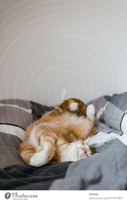 Wake me up in April II Harmonious Well-being Contentment Relaxation Living or residing Flat (apartment) Bed Bedroom Duvet Animal Pet Cat Pelt Paw 1 Lie Sleep