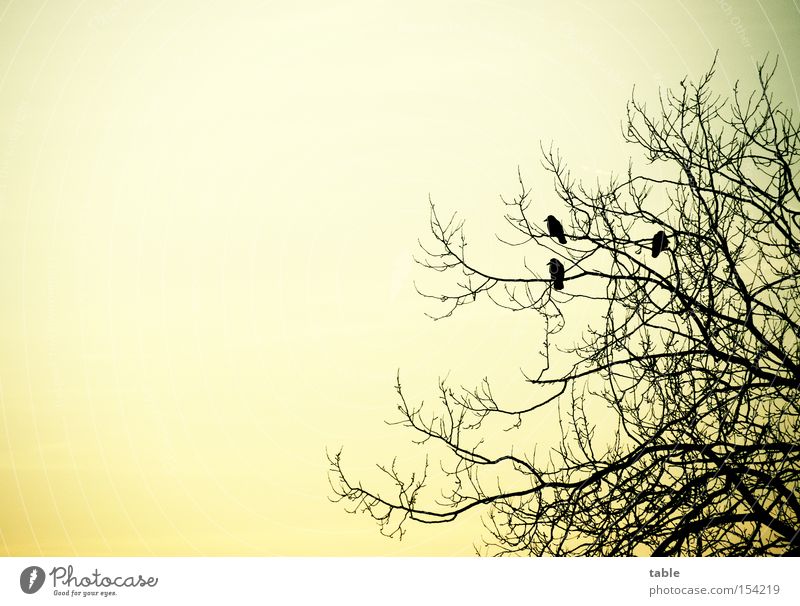 pole position Tree Raven birds Crow Bird Mythology Sit Sky Evening Winter Cold Emotions launch site Hugin munine Flying