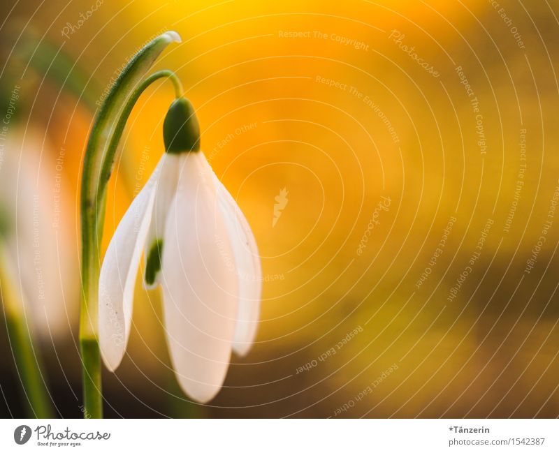 spring awakening Nature Plant Sunlight Spring Beautiful weather Flower Snowdrop Garden Athletic Happiness Fresh Natural Positive Yellow White Colour photo