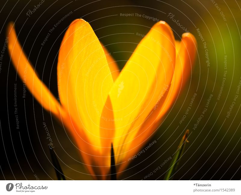 let the sun shine in Nature Plant Spring Beautiful weather Blossom Crocus Garden Esthetic Happiness Fresh Happy Uniqueness Natural Positive Yellow Colour photo
