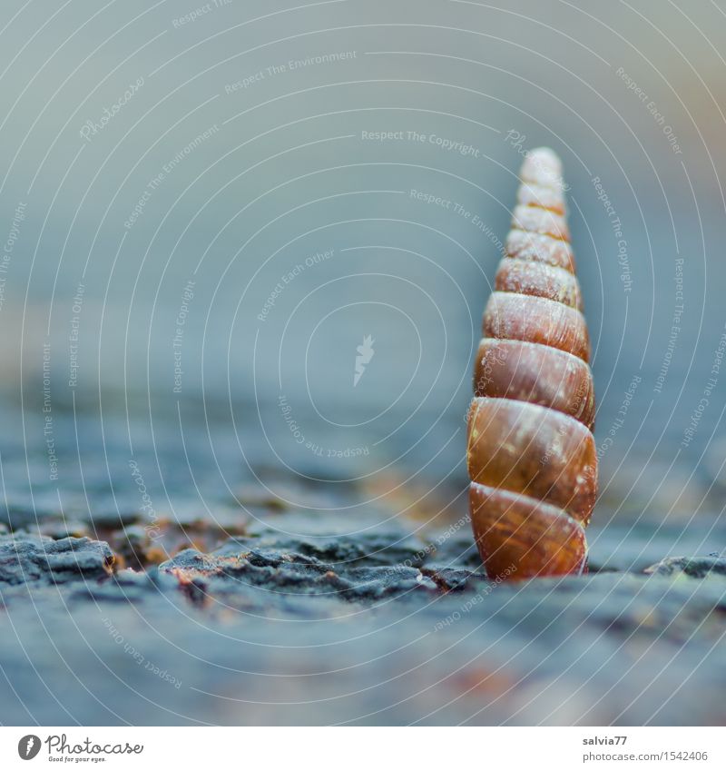 High cottage Nature Animal Earth Snail Snail shell 1 Blue Brown Esthetic Bizarre Design Loneliness Moody Surrealism Symmetry Structures and shapes Brittle