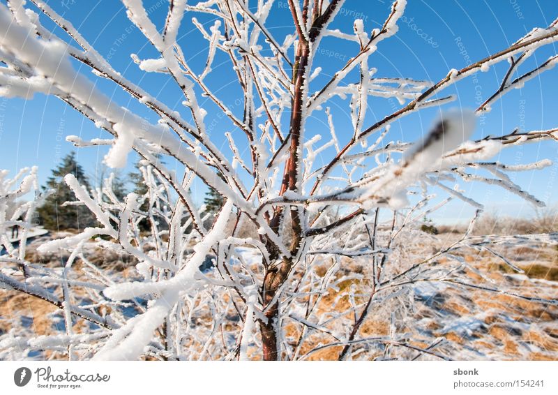 micado Branch Cold Frozen Sky Sky blue Snow Blue Pasture Winter