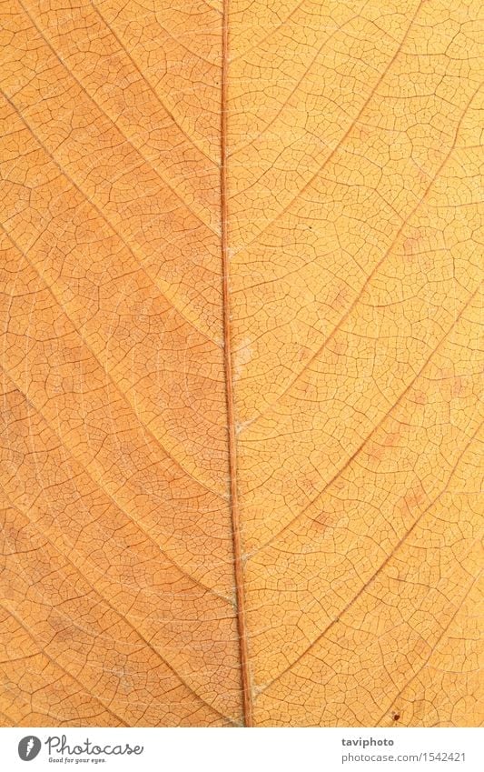 macro shot of faded leaf Nature Plant Autumn Leaf Old Growth Brown Yellow Gold Red Colour October Seasons Veins textured Consistency background Biology Diagonal