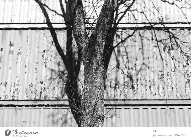 tree and container Industry Environment Nature Beautiful weather Tree Container Complex Black & white photo Exterior shot Deserted Day Sunlight