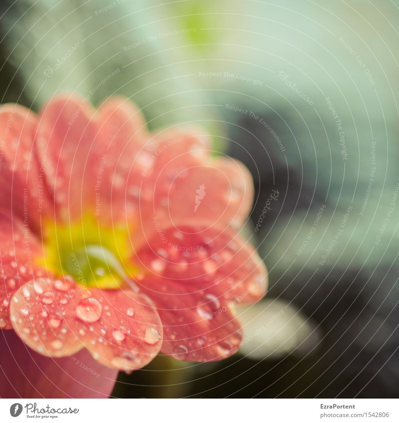 What a beautiful day it was today. Water Drops of water Spring Plant Flower Blossom Garden Esthetic Wet Red Spring flowering plant Spring fever Primrose